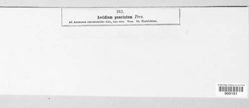 Aecidiolum punctatum image